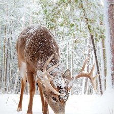 Схема вышивки «№1386763»
