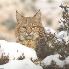 Схема вышивки «Рысь»