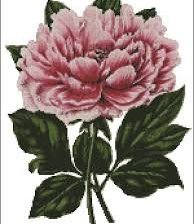 Схема вышивки «Пионы»