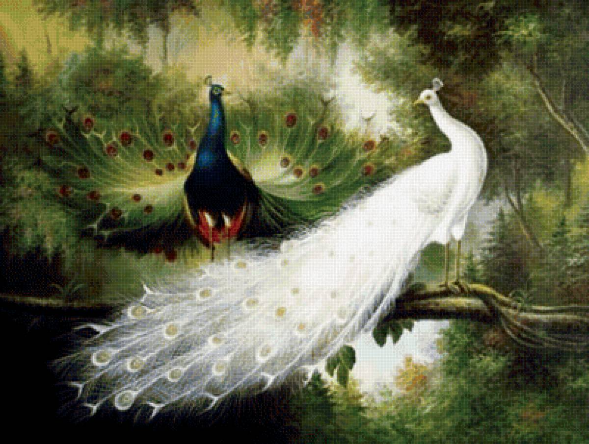 ПАРА ПАВЛИНОВ-2 - пара, павлины, птицы - предпросмотр