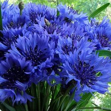 Схема вышивки «Васильки»