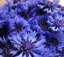 Схема вышивки «Васильки»