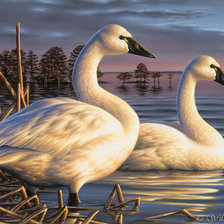 Схема вышивки «№1388071»