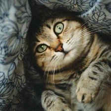 Схема вышивки «Лежащий кот»