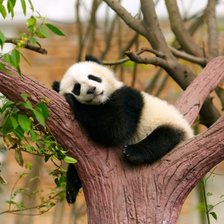 Панда