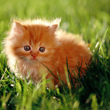 Схема вышивки «рыжий котик»