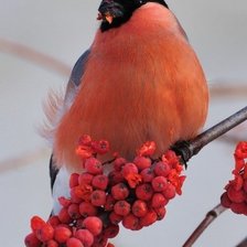 Схема вышивки «№1389892»