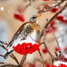 Схема вышивки «№1389894»