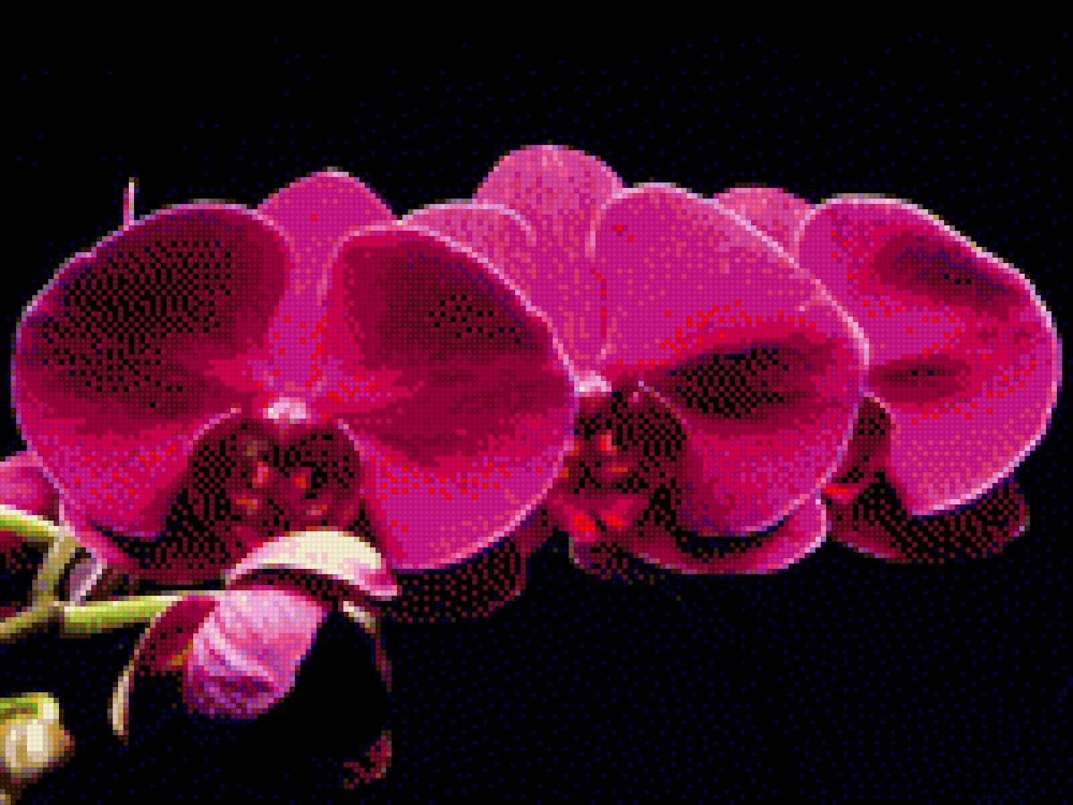 орхідея - орхідея, квіти - предпросмотр