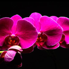 Схема вышивки «орхідея»