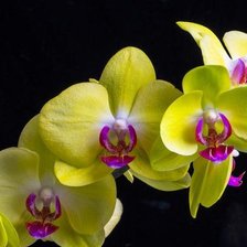 Схема вышивки «орхідея3»