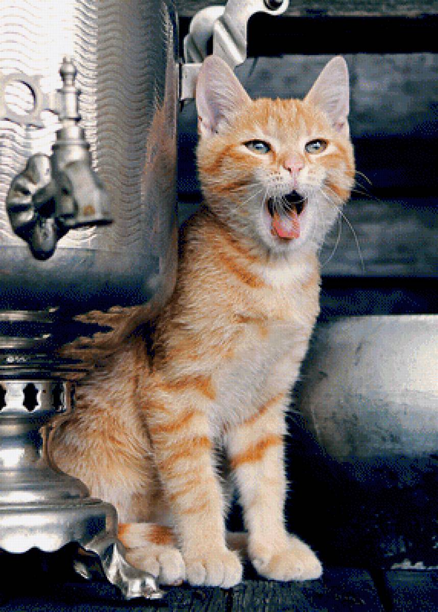 котик - животные, кошки - предпросмотр