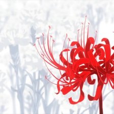 Схема вышивки «Ликорис»