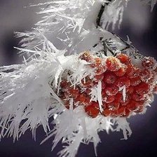 Схема вышивки «рябина в снегу»