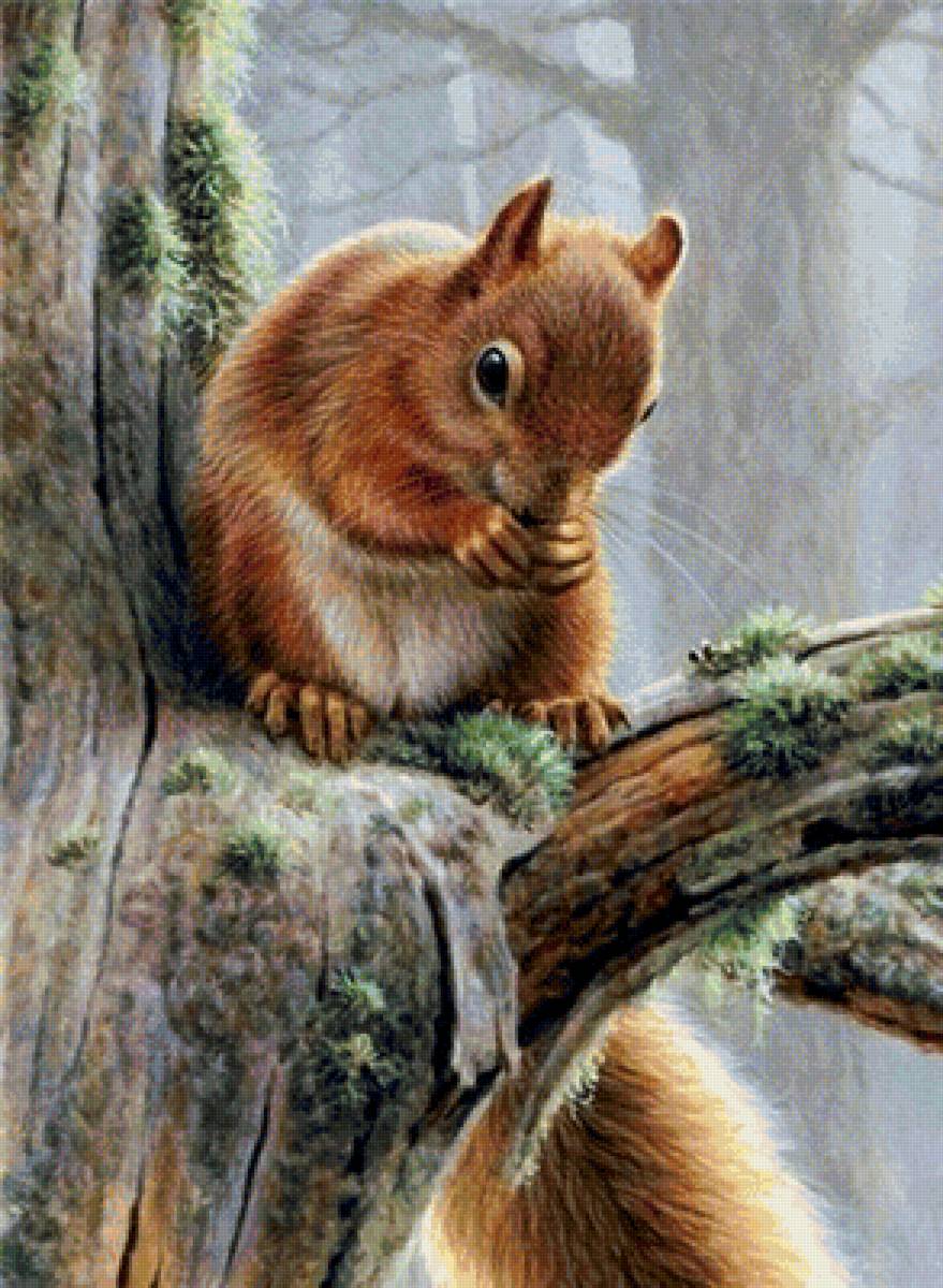 Белочка - лес, природа, звери - предпросмотр