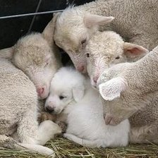 Схема вышивки «чужих детей не бывает»