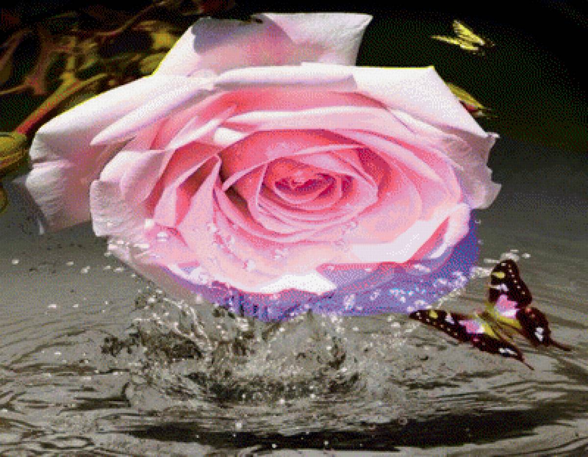 роза - предпросмотр