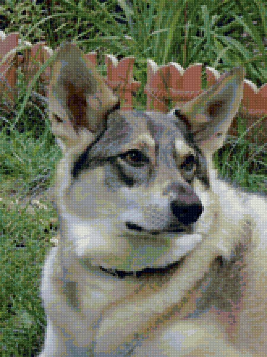 Герда - моя собака - предпросмотр