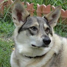 Схема вышивки «Герда»