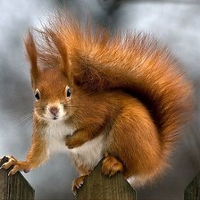 Схема вышивки «гостья»