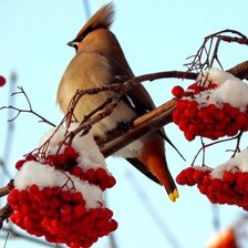 Схема вышивки «Свиристель»