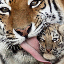 Схема вышивки «Тигрица с малышом»