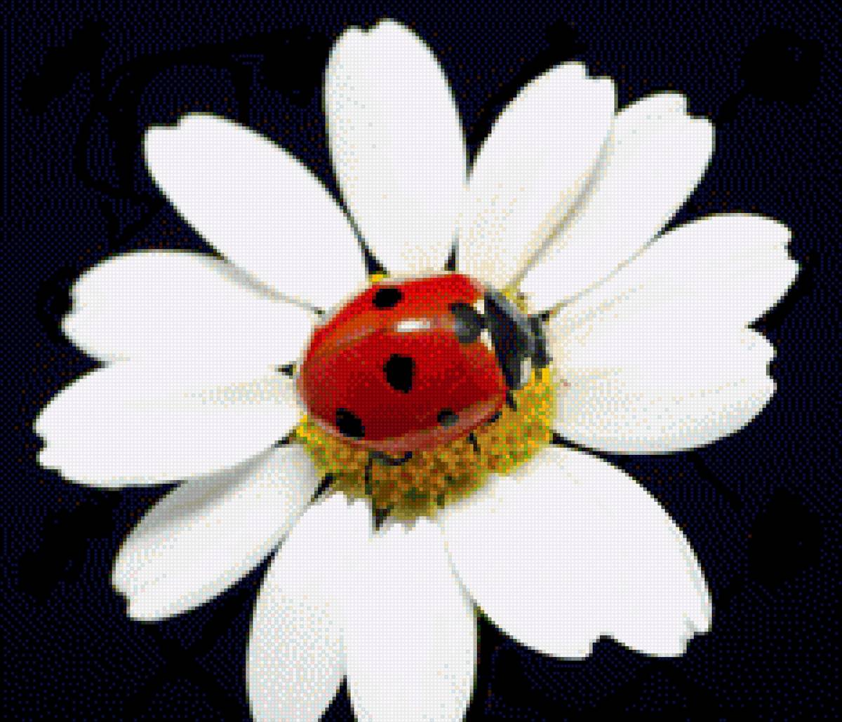 ромашка с божьей коровкой - предпросмотр