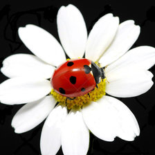 Схема вышивки «ромашка с божьей коровкой»