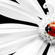 Схема вышивки «божья коровка на ромашке»