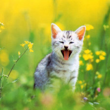 Схема вышивки «Киса»