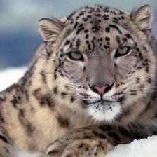 Схема вышивки «барс»