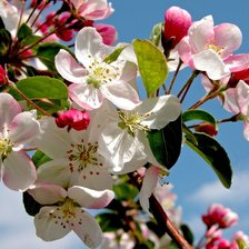 Схема вышивки «Цветущая яблоня»