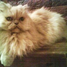 Схема вышивки «Муся»