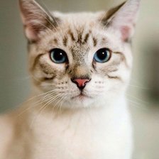 Схема вышивки «Кошка»