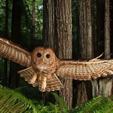 Схема вышивки «сова»