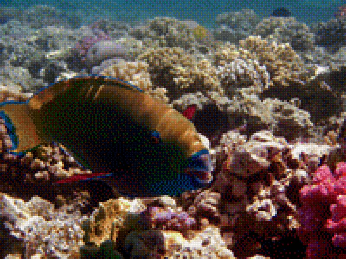 Рыбка - подводный мир, рыбка - предпросмотр