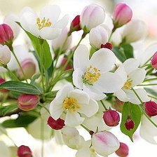 Схема вышивки «flowers»