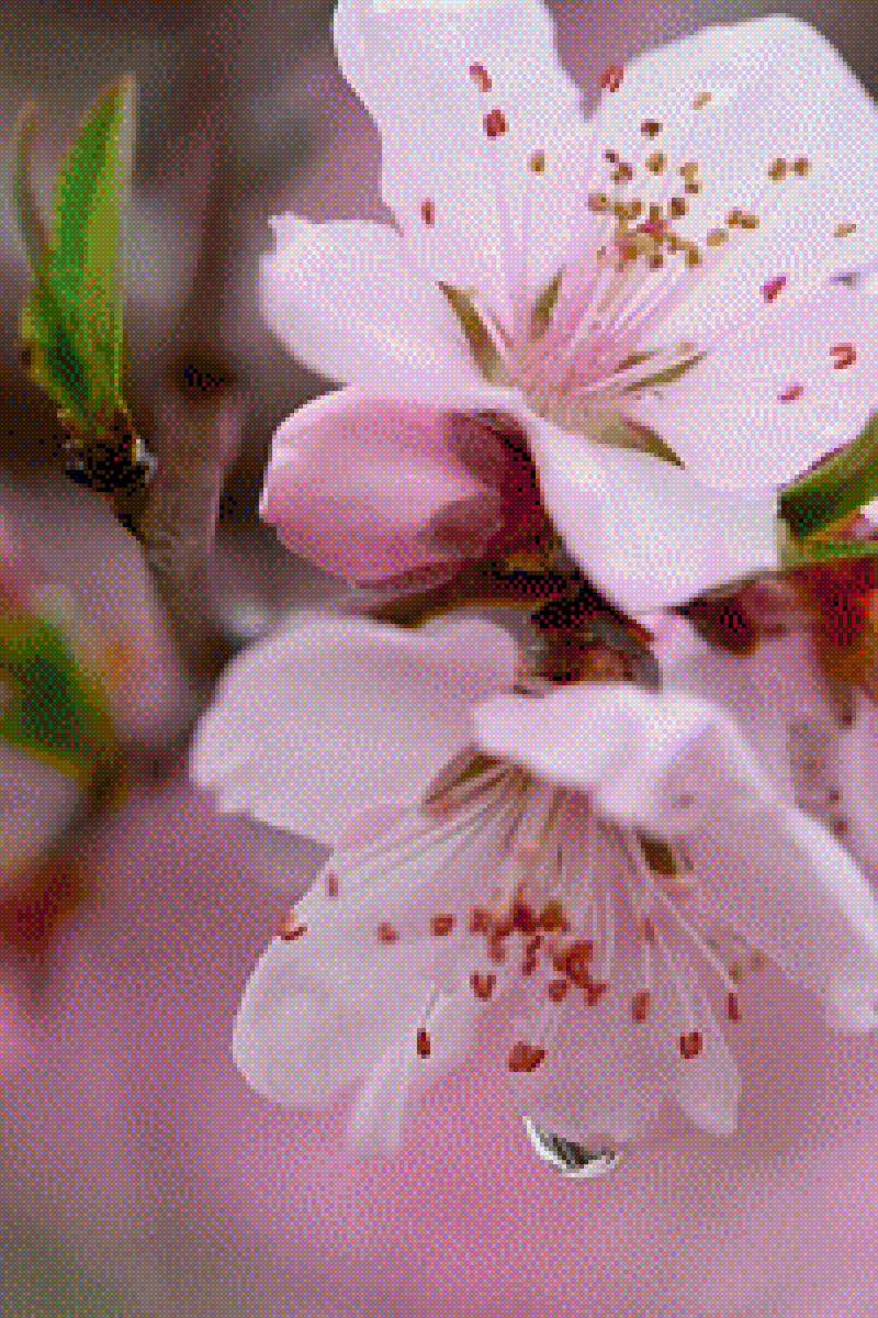 flowers - предпросмотр