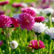 Схема вышивки «flowers»