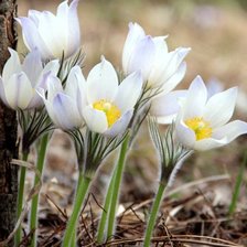 Схема вышивки «flowers»