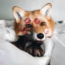 Схема вышивки «Лисичка»