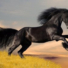 Схема вышивки «Вороной красавец»