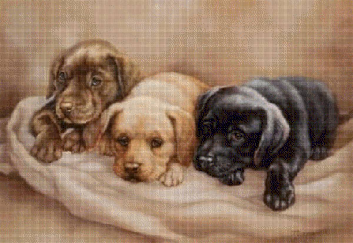 щеночки - животные, собаки, щенки - предпросмотр