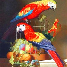 Схема вышивки «Попугаи»