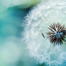 Схема вышивки «одуванчик»