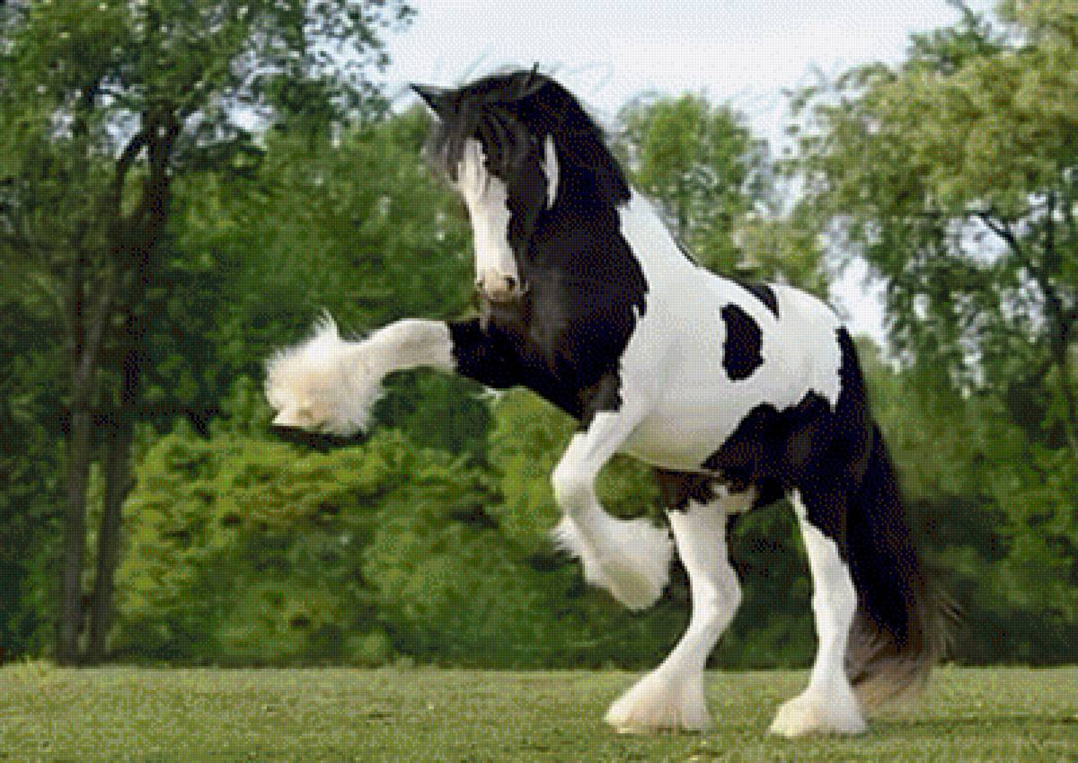 Конь огонь - животные, лошади - предпросмотр