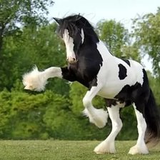 Схема вышивки «Конь огонь»