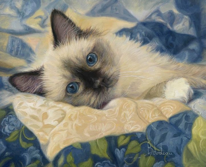 Котик - животные, коты - оригинал