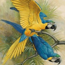 Схема вышивки «Guacamayo»