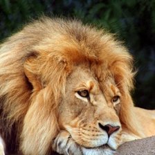 Схема вышивки «Лев»